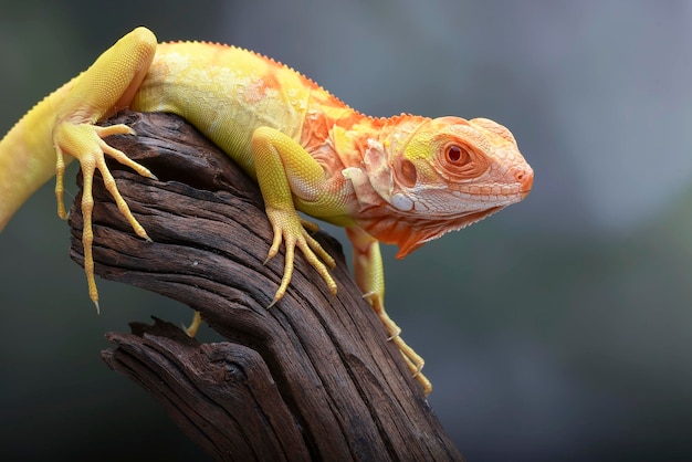 Albino iguana iguana iguana on a tree branch