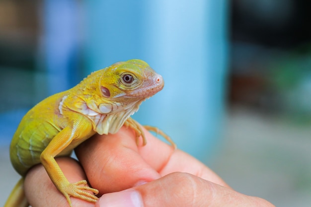 Albino Iguana