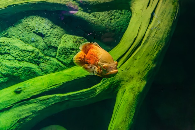 Albino Oscar fish in fresh water Aquarium on blue background The oscar Astronotus ocellatus names tiger oscar velvet cichlid and marble cichlid