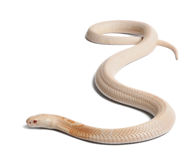 Albinos monocled cobra Naja kaouthia poisonous white background