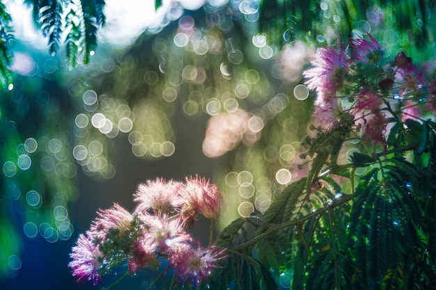 Albizia julibrissin or silk tree in blossom with pink flowers bokeh