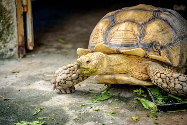 An Aldabra Giant Tortoise chewing grass