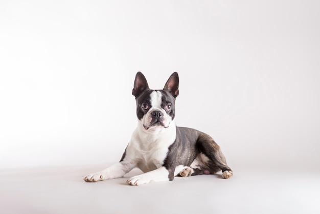 Alert Boston Terrier lying watching intently