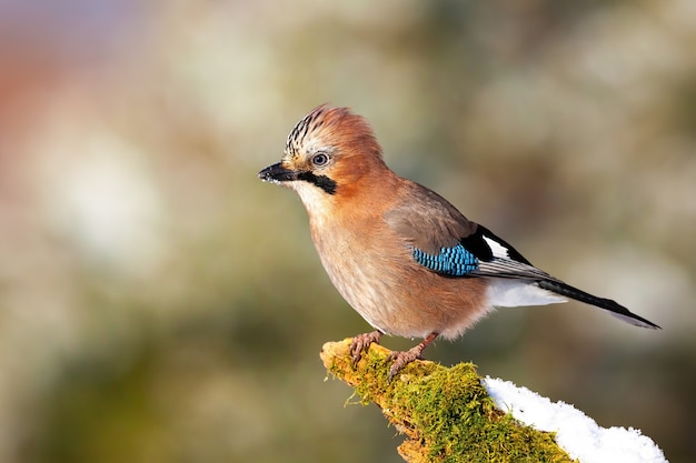 Alert eurasian jay sitting on mossed twig in winter