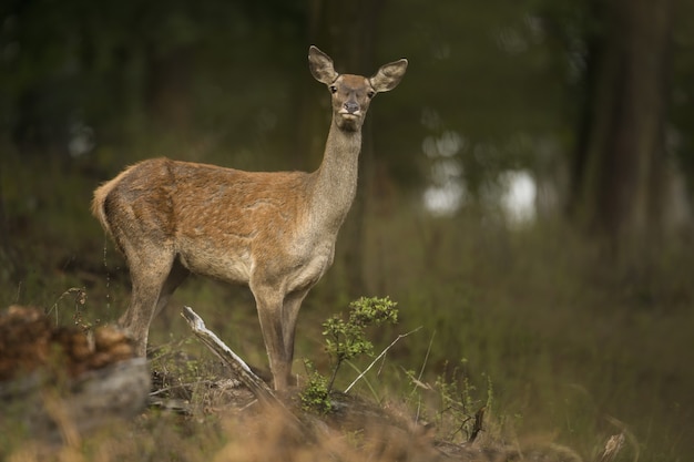 Alert red deer hind watching autumn forest with blurred background