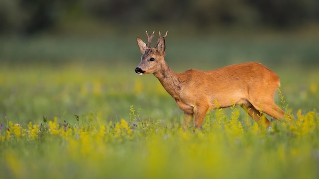 Alert roe deer standing on wildflowers in summer nature