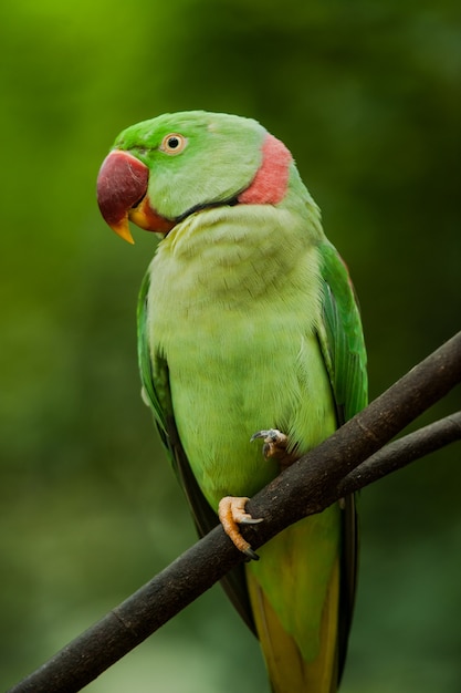 Alexandrine Parakeet (Psittacula eupatria) in Thailand