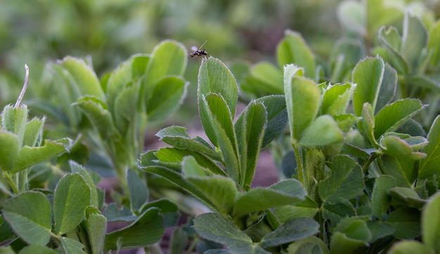 Alfalfa leaves and an insect in motion taking off from a leaf