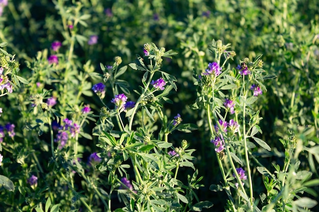 Alfalfa plantation in the argentinian countryside