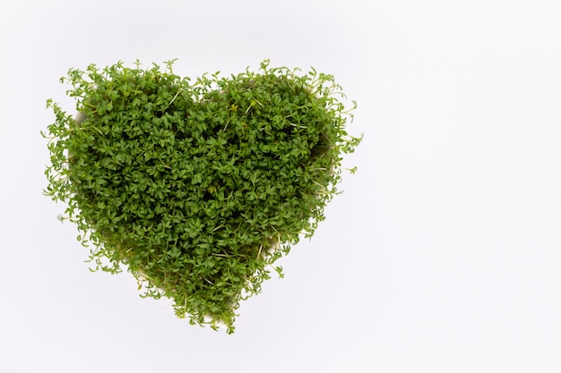 Alfalfa seed sprouts, healthy diet superfood and clean eating concept, heart shaped seed sprouts top view.