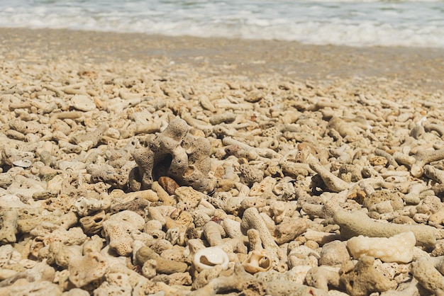 Algae and dead corals on the Caribbean coast near the island Saona