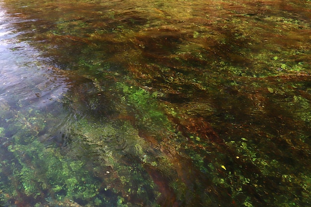 Algae under the sea Background texture