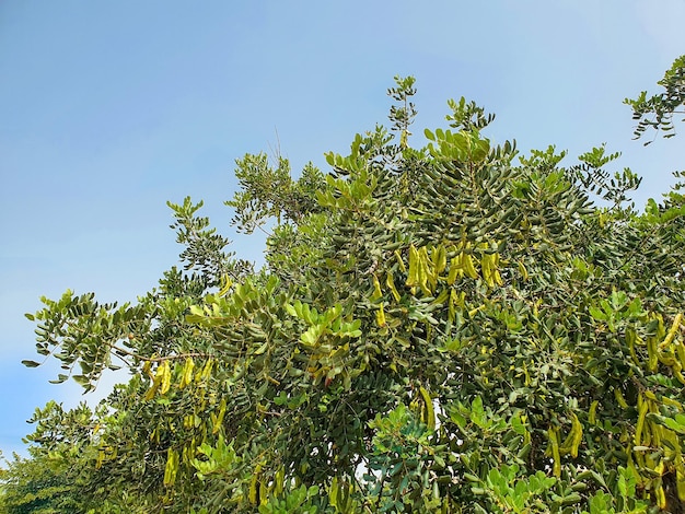 Algarrobo o garrofero y su fruto, la algarroba o garrofa