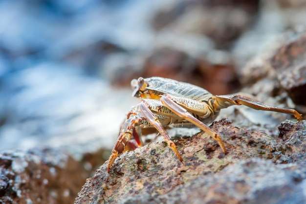 alive crab in the wild standing on the rocks in the sea