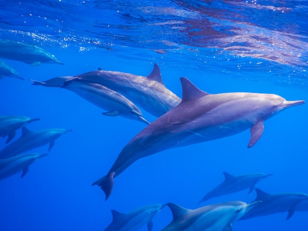 Photo all around are dolphins on the surface while diving