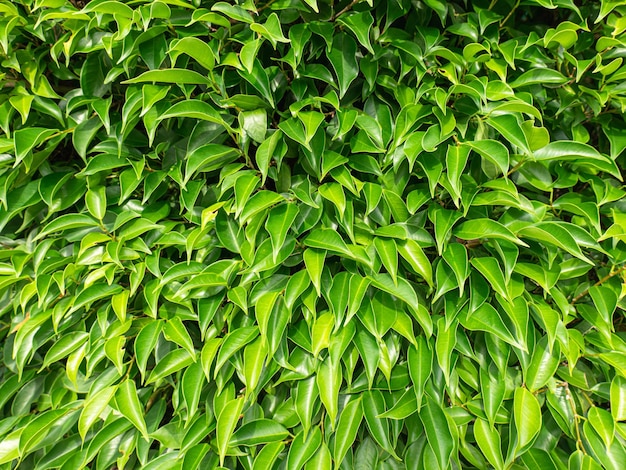 All green bushes It is the surface of many leaves overlapping making it appear as a patterned background