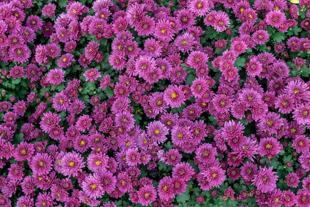 All kinds of small chrysanthemums form a very personalized flower wall