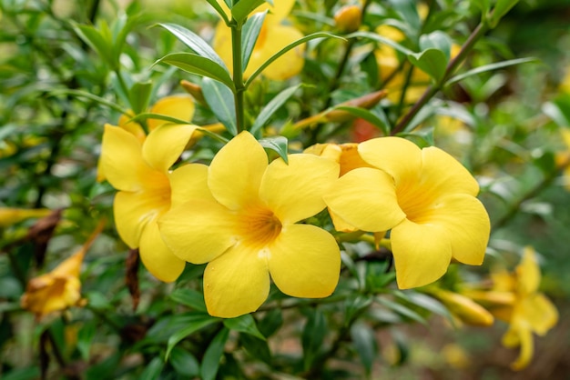 Allamanda cathartica commonly called golden trumpet common trumpetvine and yellow allamanda