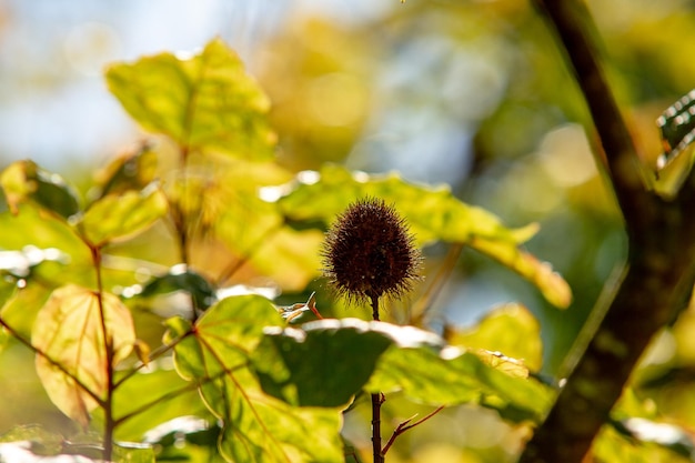 Allamanda puberula seed in a garden in Rio de Janeiro Brazil