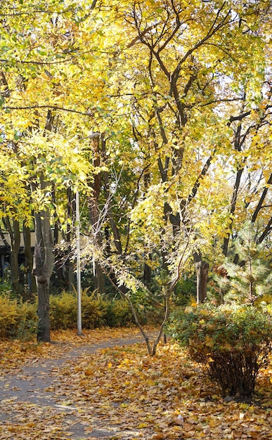 Alley in the autumn park in the morning yellow leaves