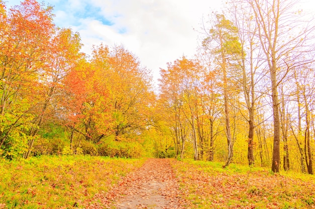 The alley of the autumn park  The season is autumn September October November