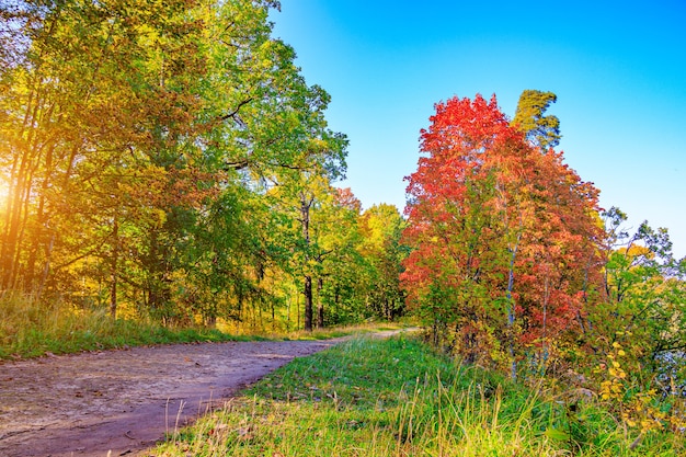 The alley of the autumn park  The season is autumn