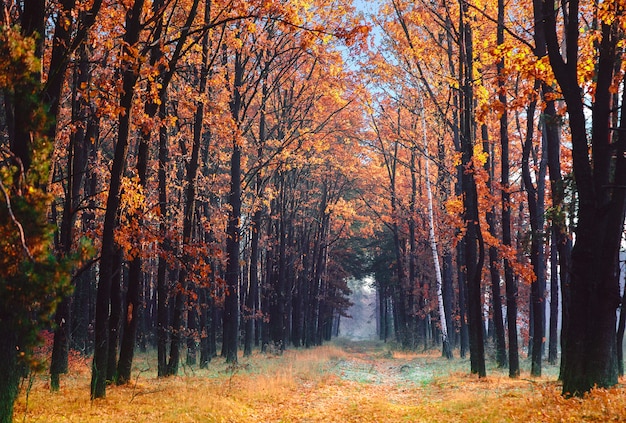 Alley in the autumn park, strewn with fallen leaves.