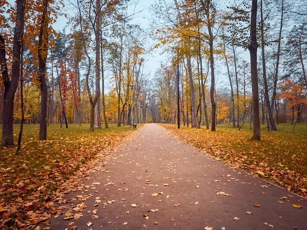 Alley in the autumn park with colorful trees.