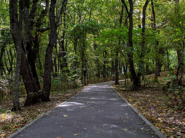 alley in the park