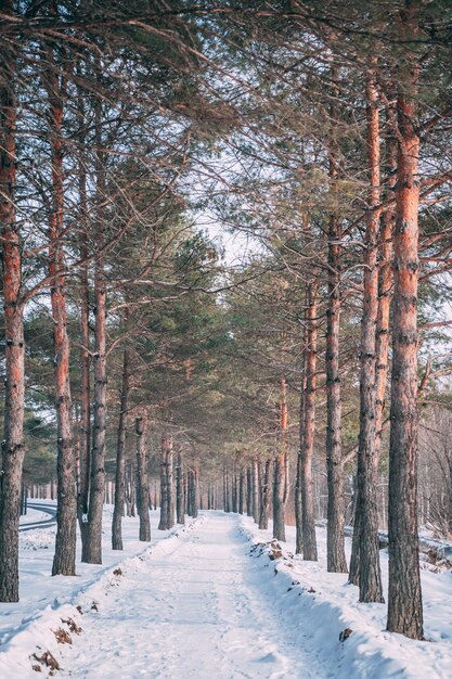 Alley in the pine forest