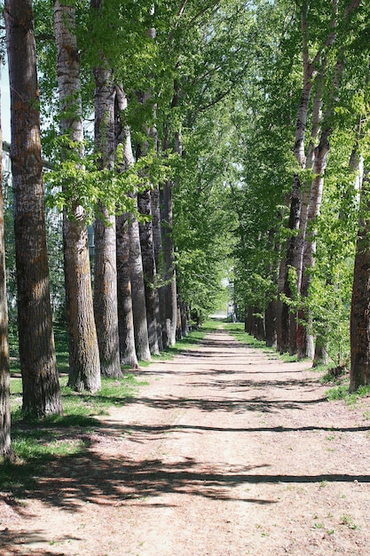 Alley of poplars with blossoming leaves in middle of spring