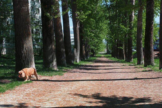 Photo alley of poplars with blossoming leaves in middle of spring