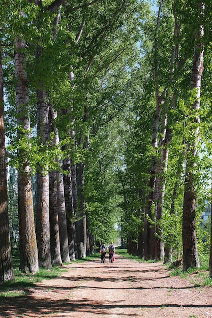 Alley of poplars with blossoming leaves in middle of spring