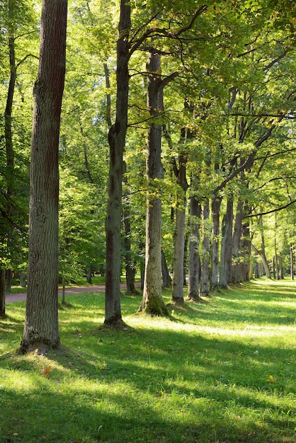 Alley in the summer Park. Tall tree trunks along the pedestrian path