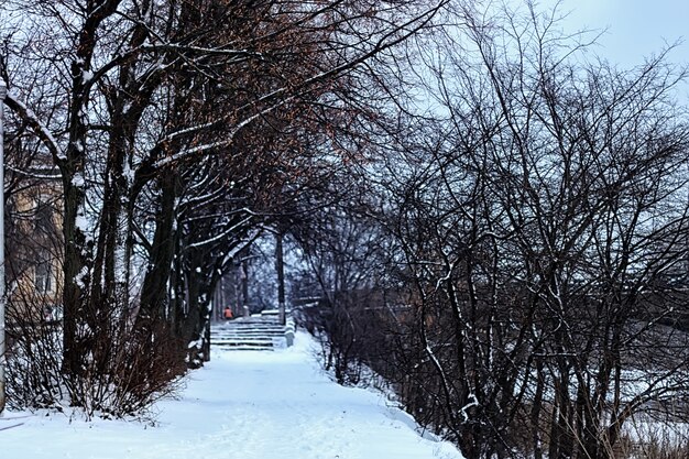 Alley tree park winter