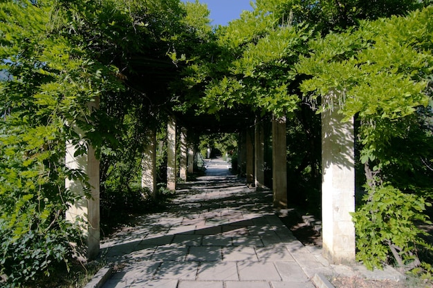 An alley with an arch of tree branches