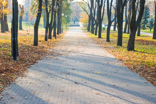 Alley with fallen leaves in autumn city park