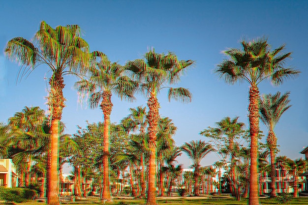 Alley with palm trees on a tropical resort in Egypt Glitch Effect