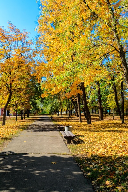 Alley with yellow maple trees in a city park at autumn