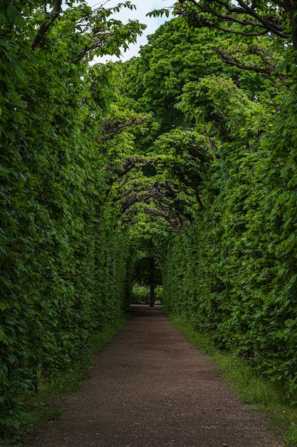 Photo alleyway in the springtime surrounded by lush greenery