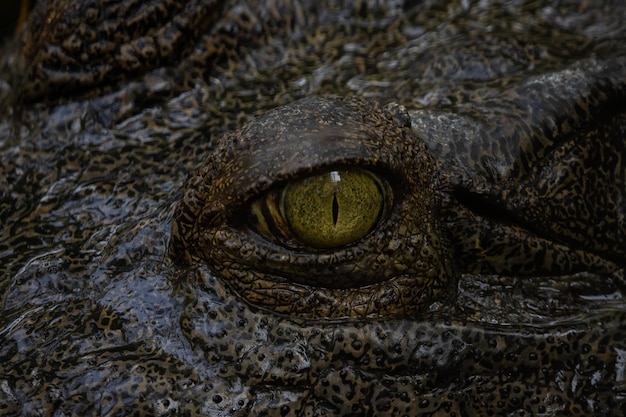 Alligator eyes photographed close up