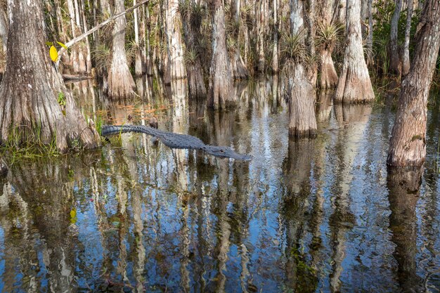 Photo alligator in florida