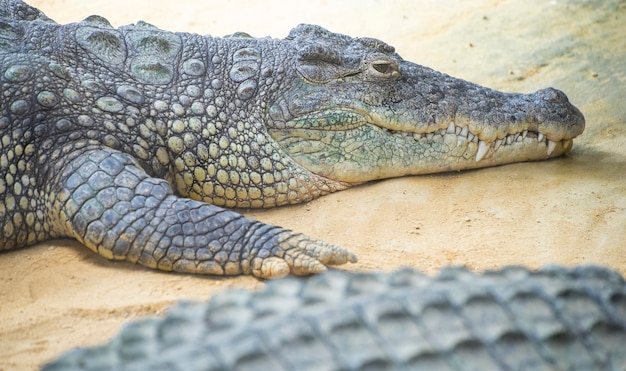 An alligator is a crocodilian in the genus Alligator of the family Alligatoridae,  close up texture of alligator skin