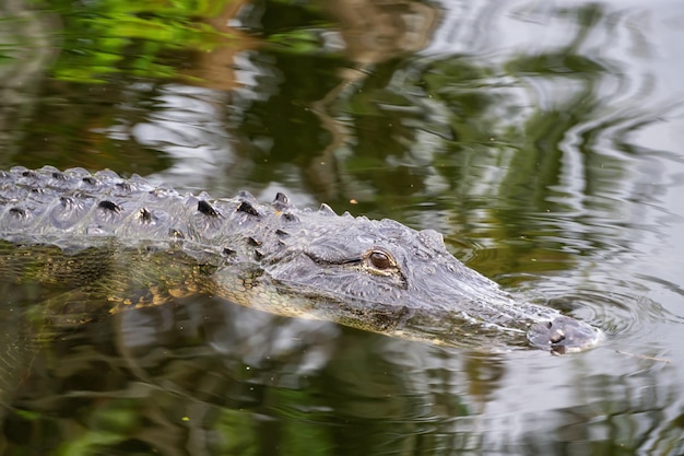 Alligator laying in water Taken in Everglades National Park