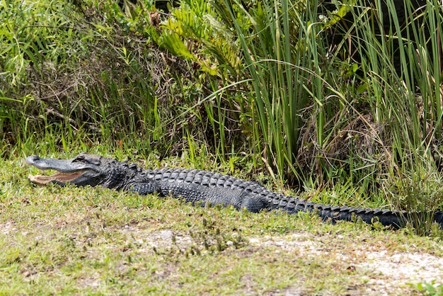 Alligator resting with open mouth