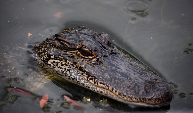 Alligator in Swampy Marsh Waters of Southern Louisiana