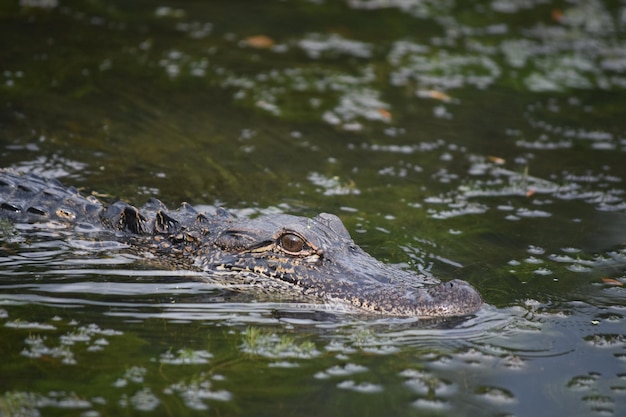 Alligator trolling in the swamp waters of Southern Louisiana.