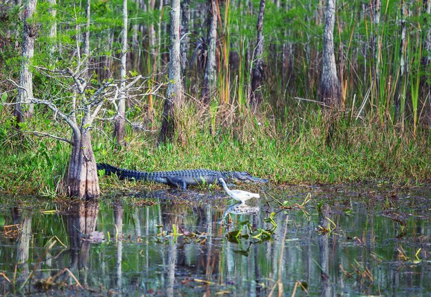 Photo alligator