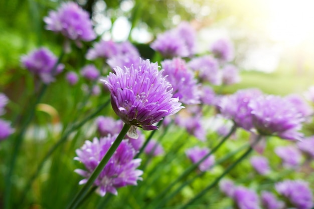 Allium. Decorative purple onions close-up in the rays of the sun 