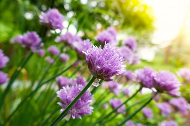 Allium. Decorative purple onions close-up in the rays of the sun